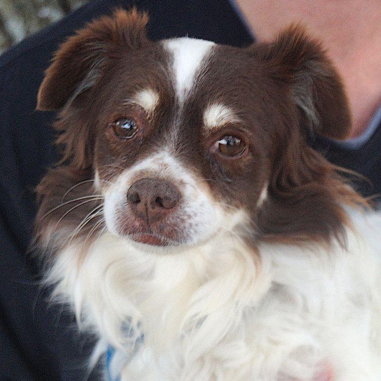 Nicky, an adoptable mixed breed in Carrollton, TX image 1/2