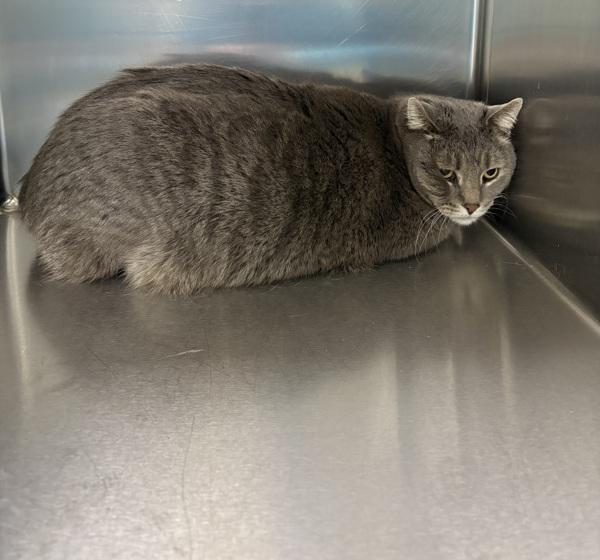 Duece, Adoptable, Adult Male Domestic Short Hair.