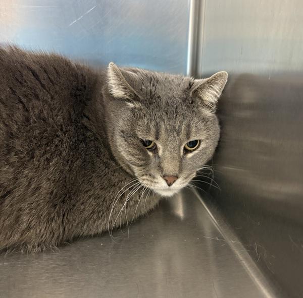 Duece, Adoptable, Adult Male Domestic Short Hair.