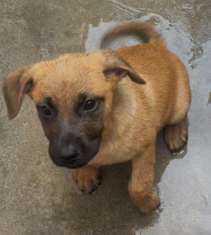 Peter, a Adoptable mixed breed in Rancho Cucamonga, CA image 1/2
