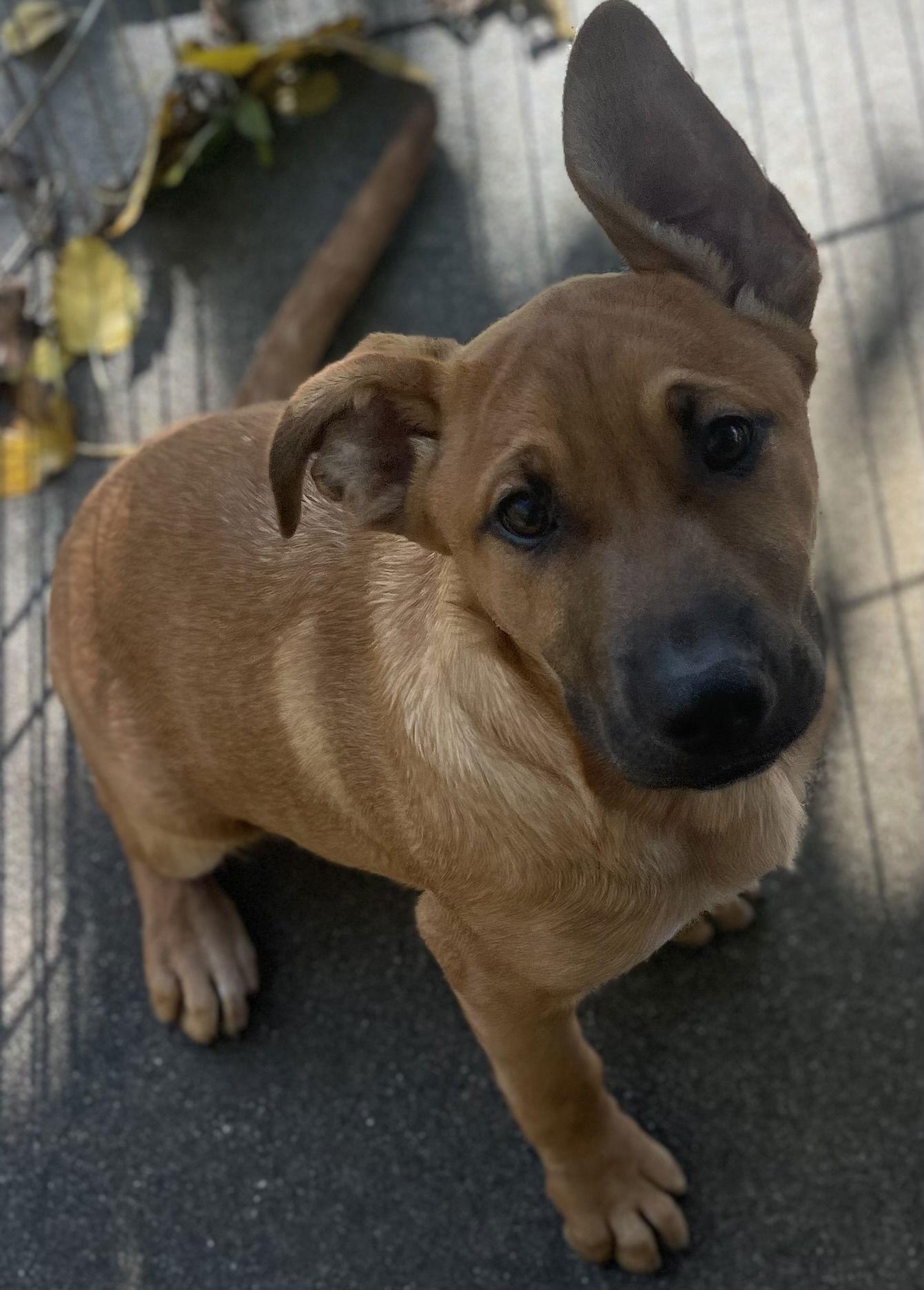 Peter, a Adoptable mixed breed in Rancho Cucamonga, CA image 2/2