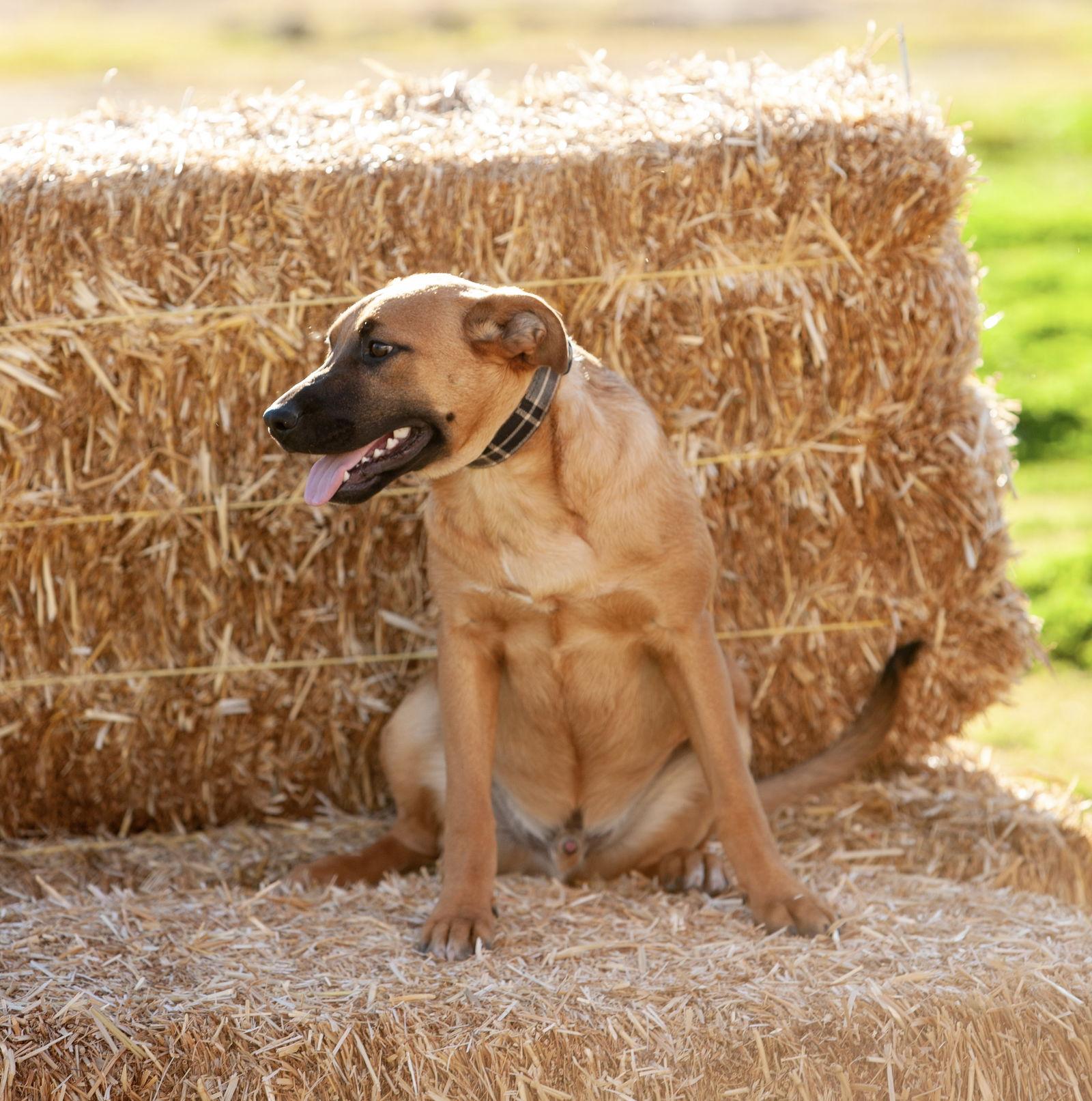 Peter, a Adoptable mixed breed in Rancho Cucamonga, CA image 3/3