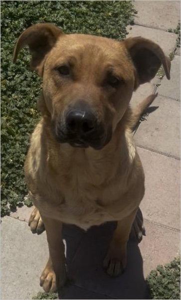 Peter, a Adoptable mixed breed in Rancho Cucamonga, CA image 3/3