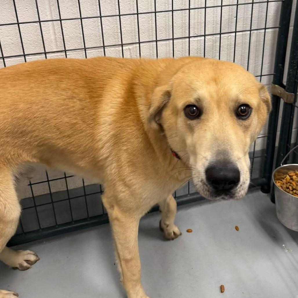 Gibby, Adoptable, Young Male Retriever & Mixed Breed.