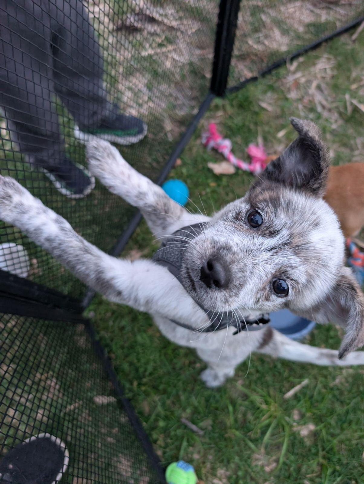 Sequoia, Adoptable, Puppy Female Australian Cattle Dog / Blue Heeler.