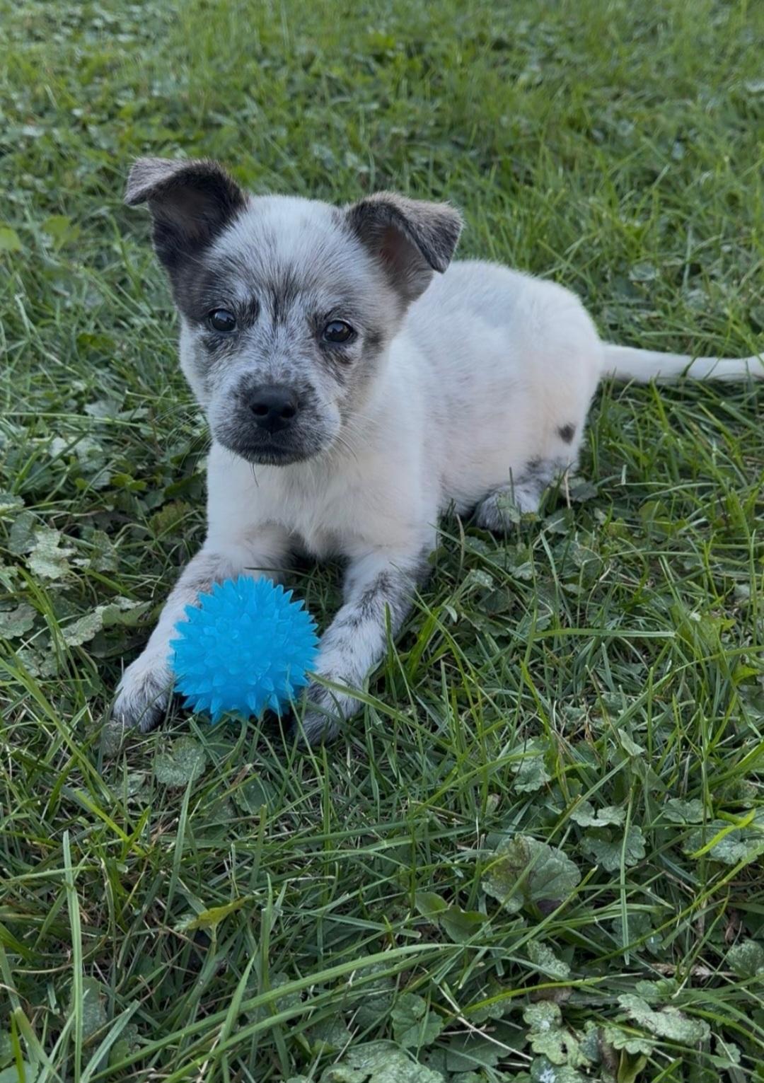 Enlarge Sequoia, a Adoptable mixed breed in merrillville, IN image 2/3