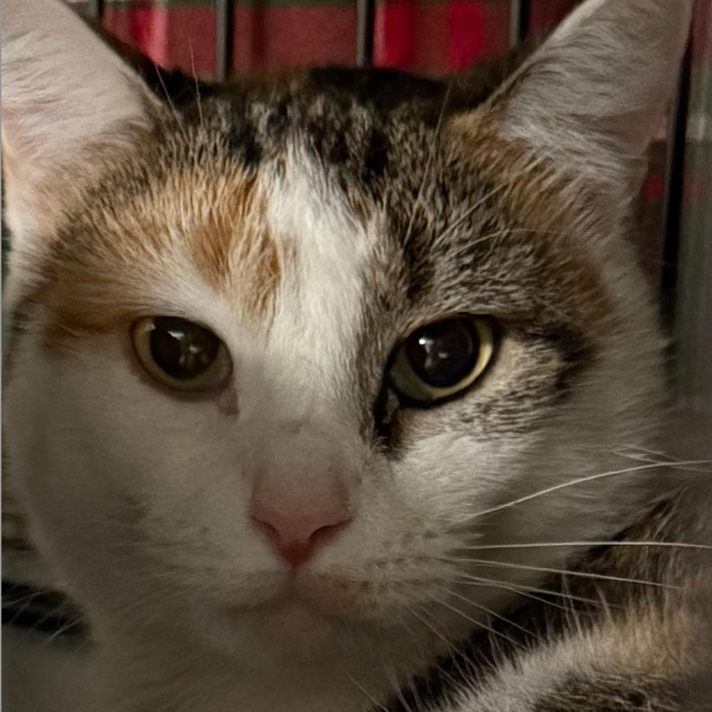 25-85 Ambrosia, Adoptable, Adult Female Domestic Short Hair.