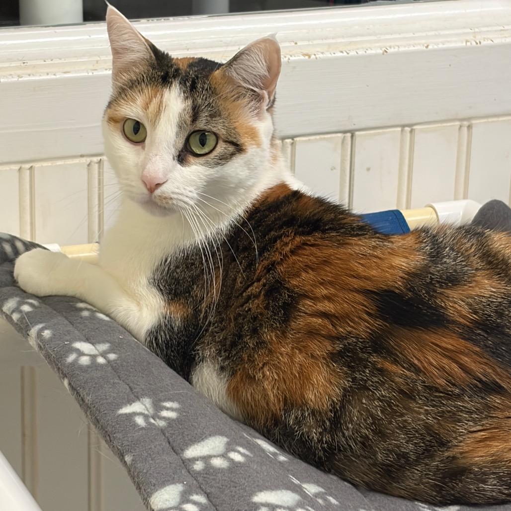 Enlarge 25-85 Ambrosia, a Adoptable Domestic Short Hair in North Branford, CT image 2/2