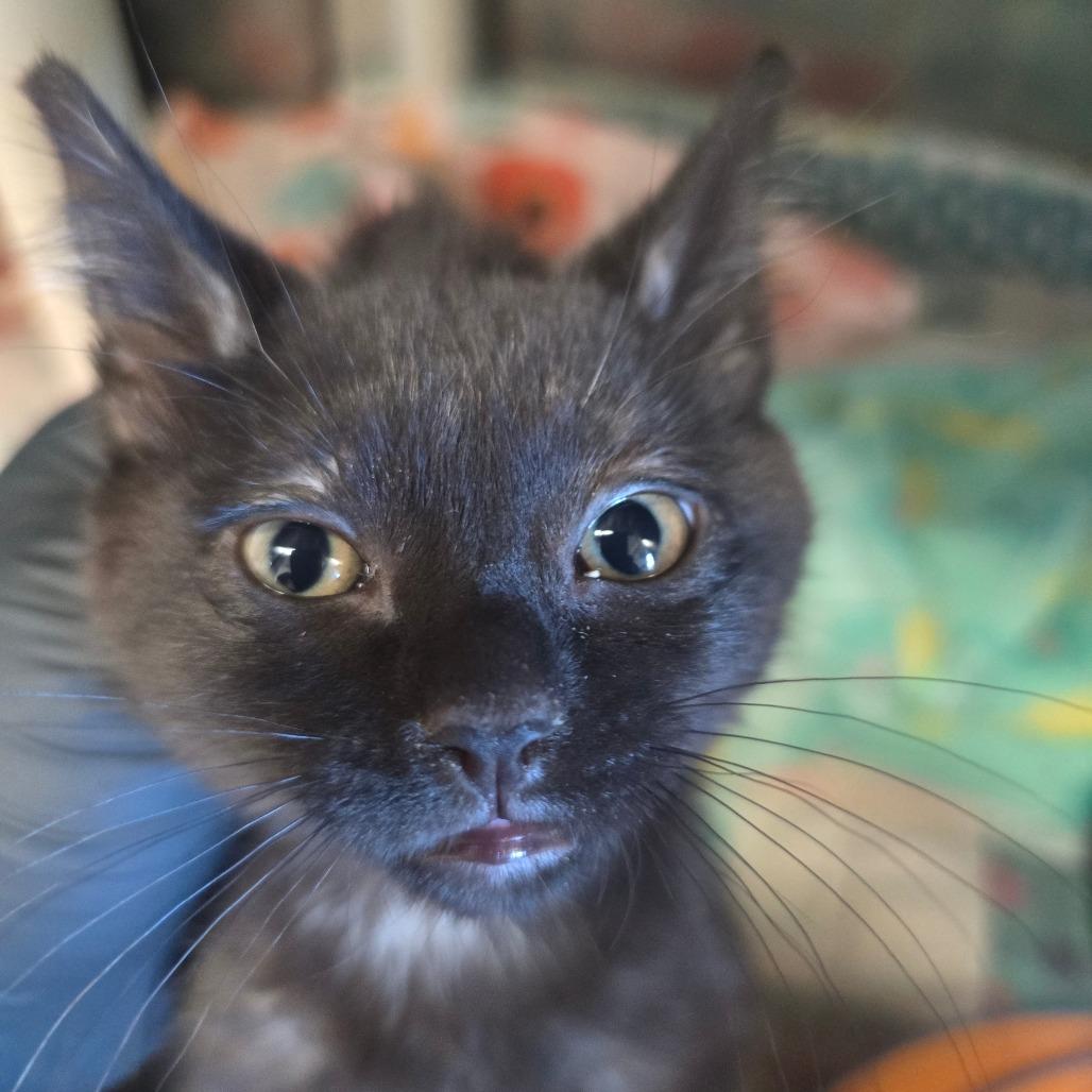 Enlarge Hope, a Adoptable Domestic Short Hair in Fort Bragg, CA image 1/1