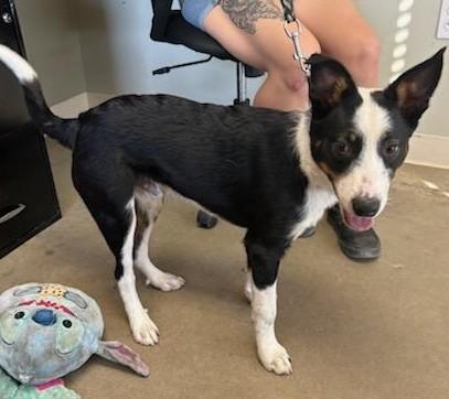 Enlarge Dakota, a ADOPTABLE mixed breed in Greeley, CO image 2/2