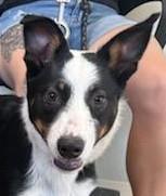 Dakota, ADOPTABLE, Puppy Male Border Collie.
