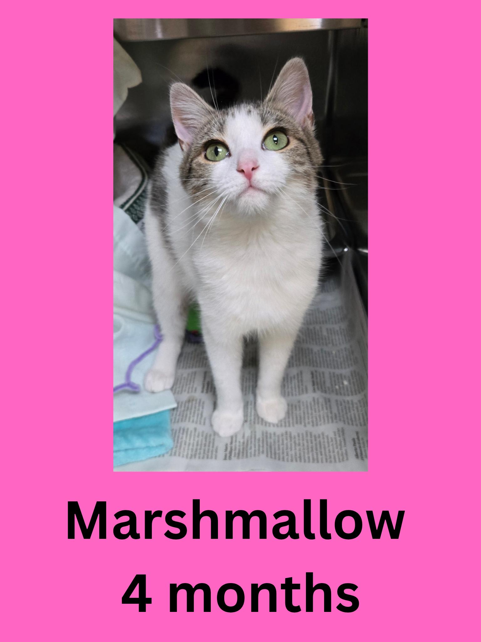 Marshmallow, adopted, Young Female Domestic Short Hair.