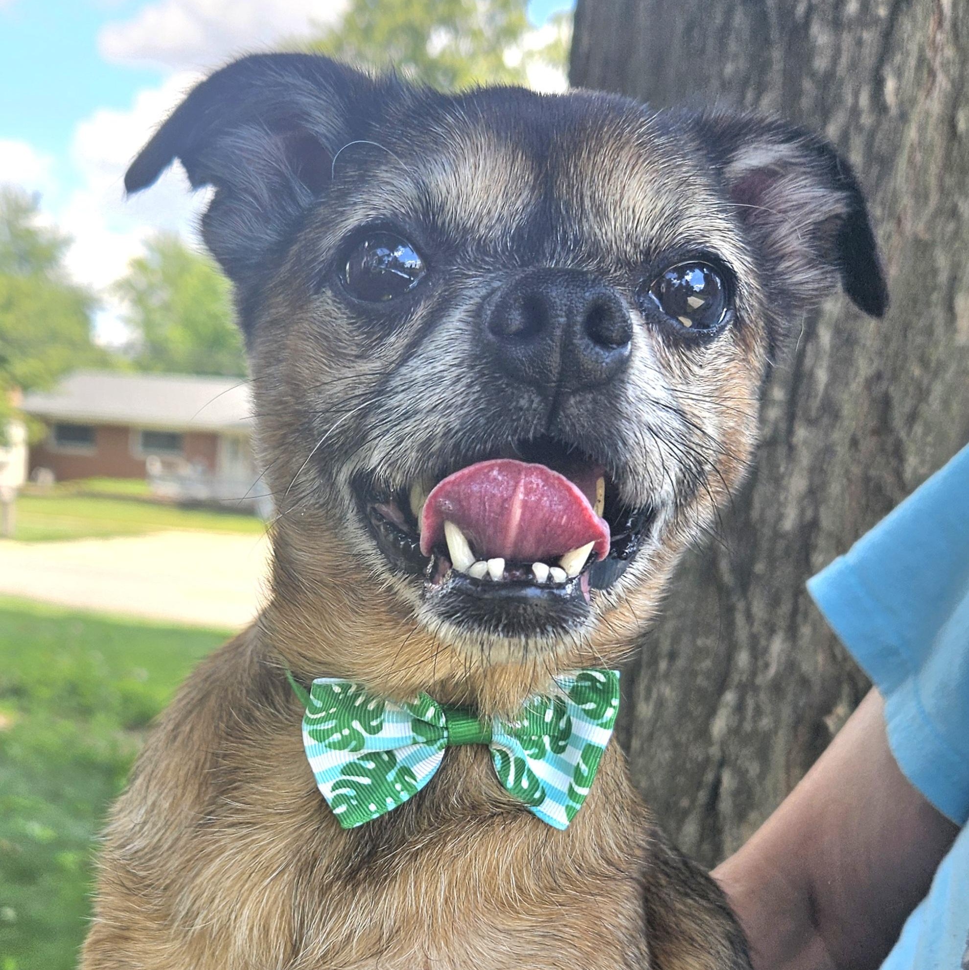 Gizmo photo 3