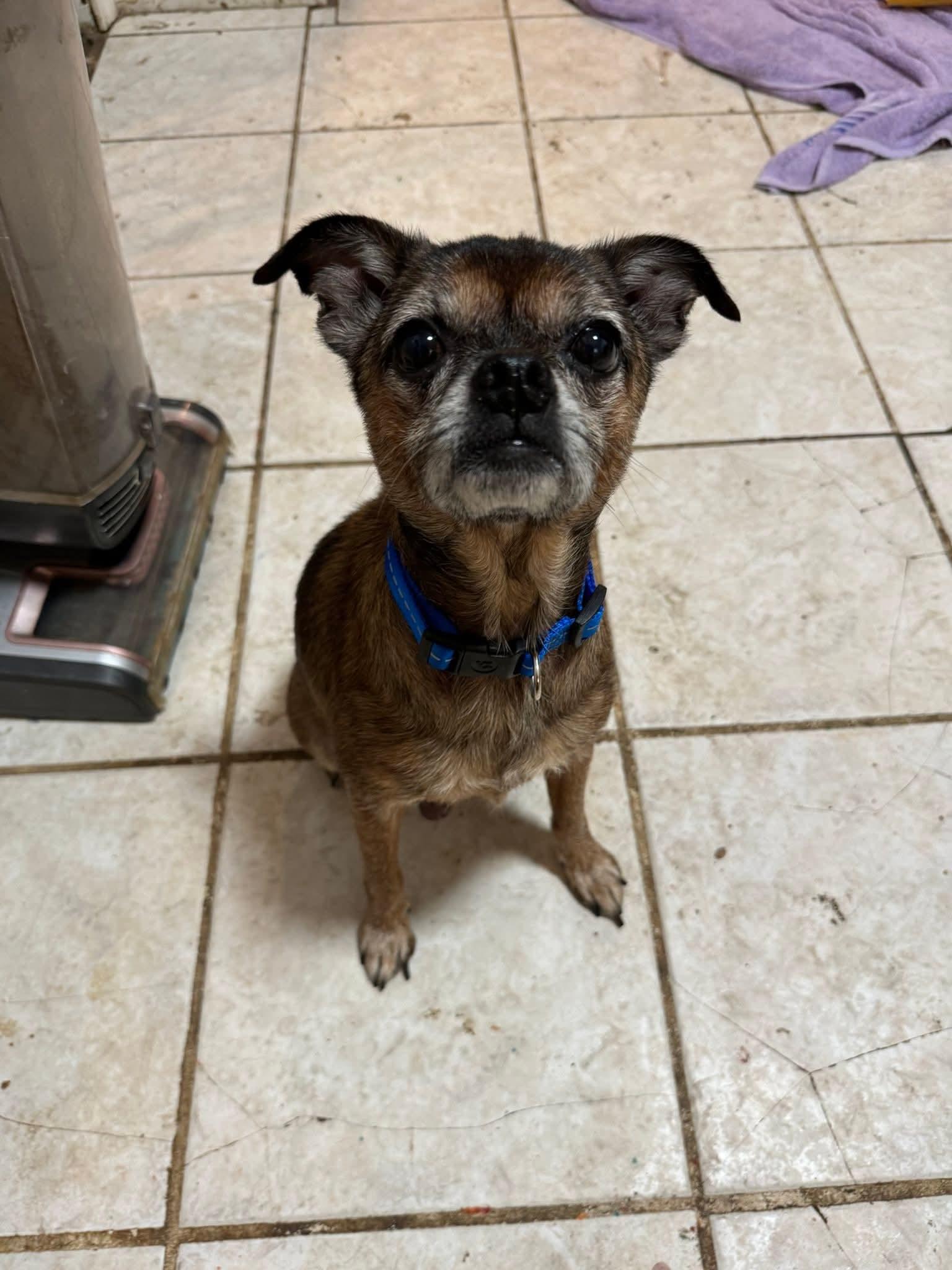 Gizmo photo 2