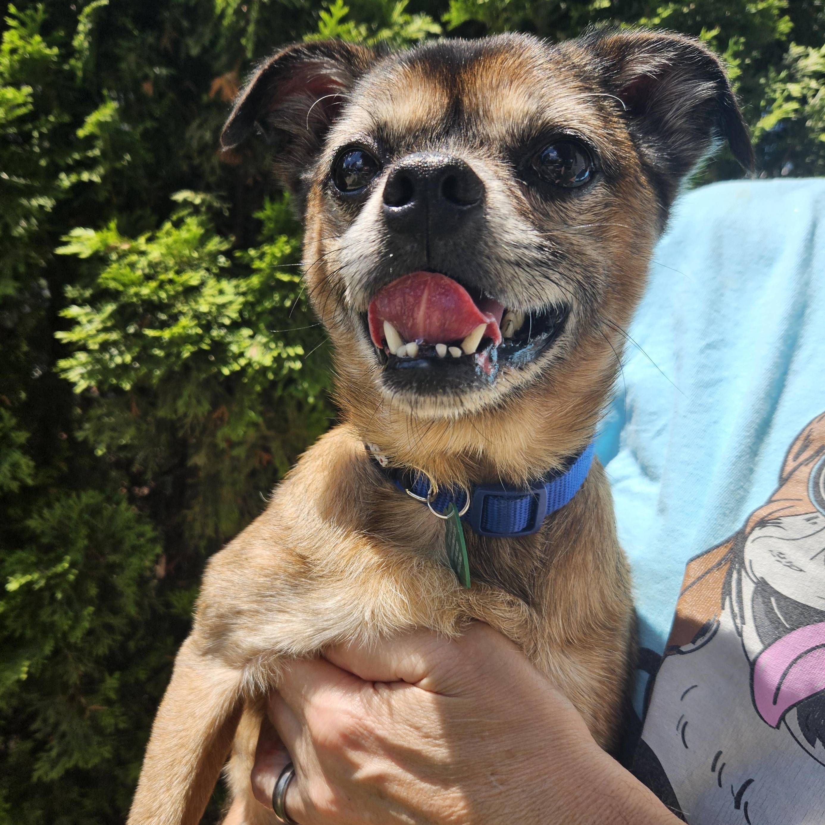 Gizmo photo 5