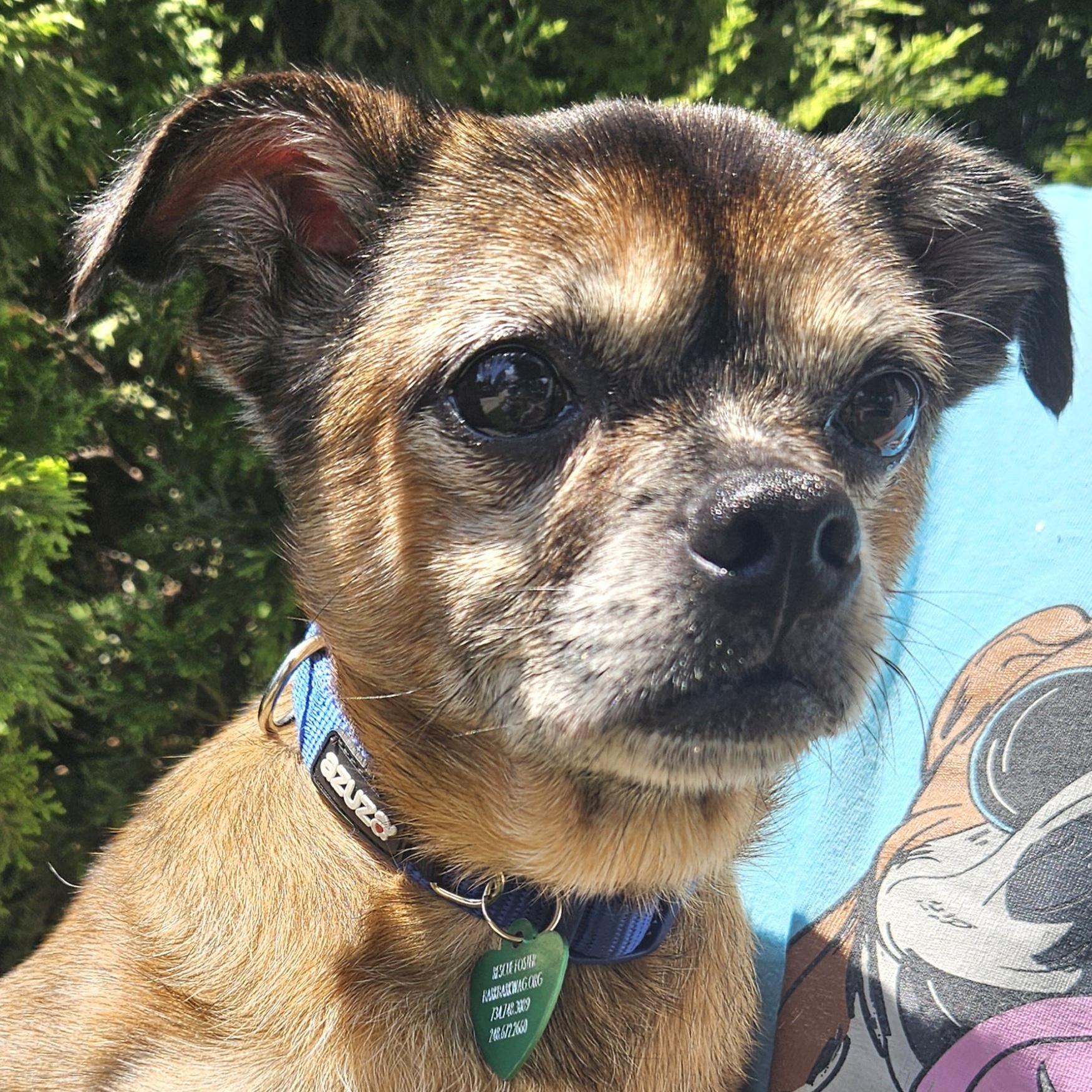 Gizmo photo 4