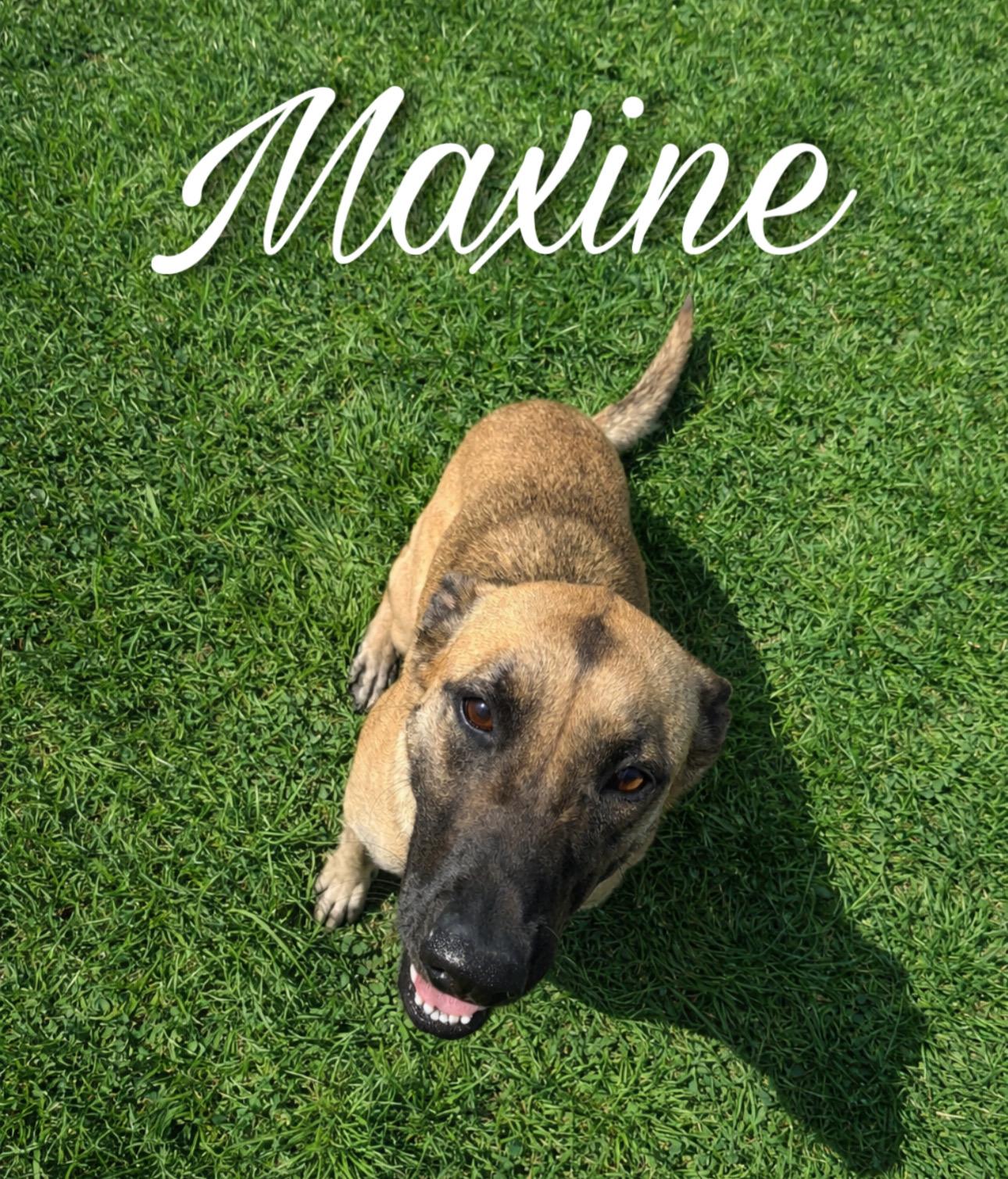Maxine, ADOPTABLE, Young Female Belgian Shepherd / Malinois.