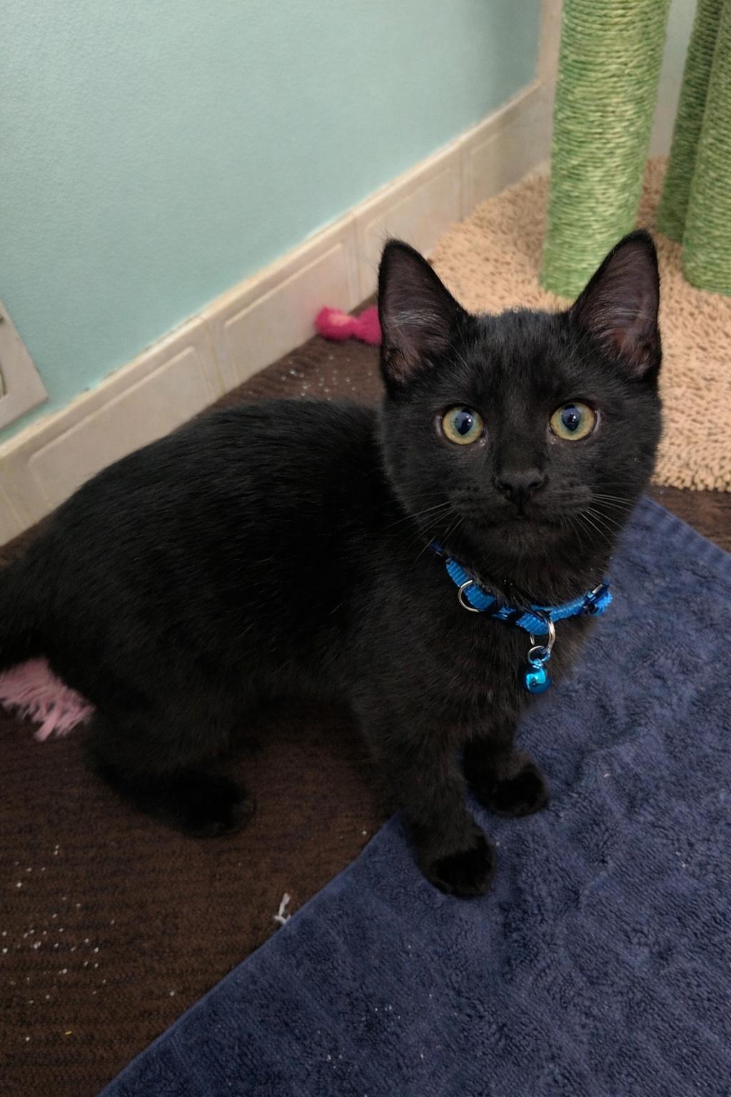 Sir Meow, ADOPTABLE, Kitten Male Domestic Short Hair.