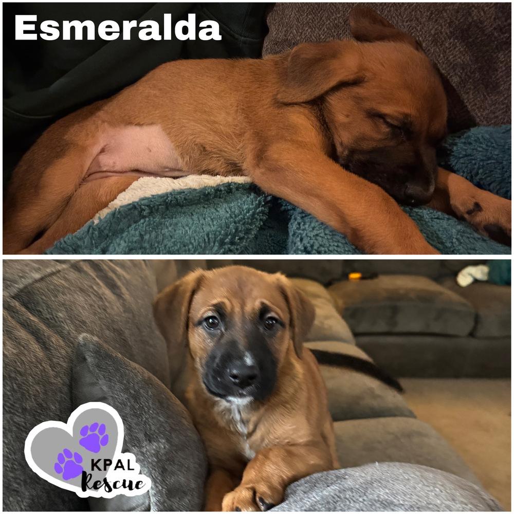 Enlarge Esmerelda - Disney Royalty Litter, a Adoptable mixed breed in Kenai, AK image 1/4