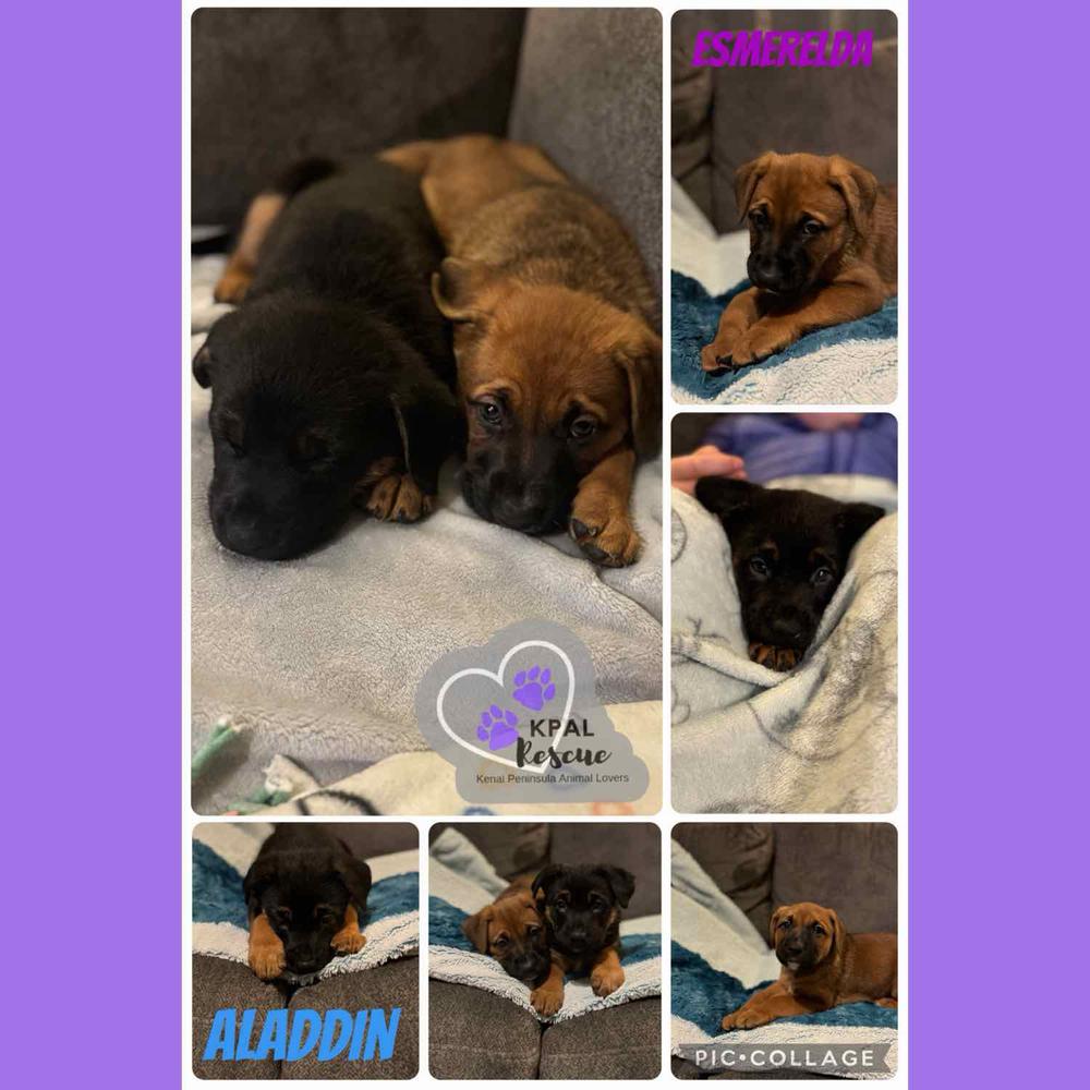 Enlarge Esmerelda - Disney Royalty Litter, a Adoptable mixed breed in Kenai, AK image 2/4