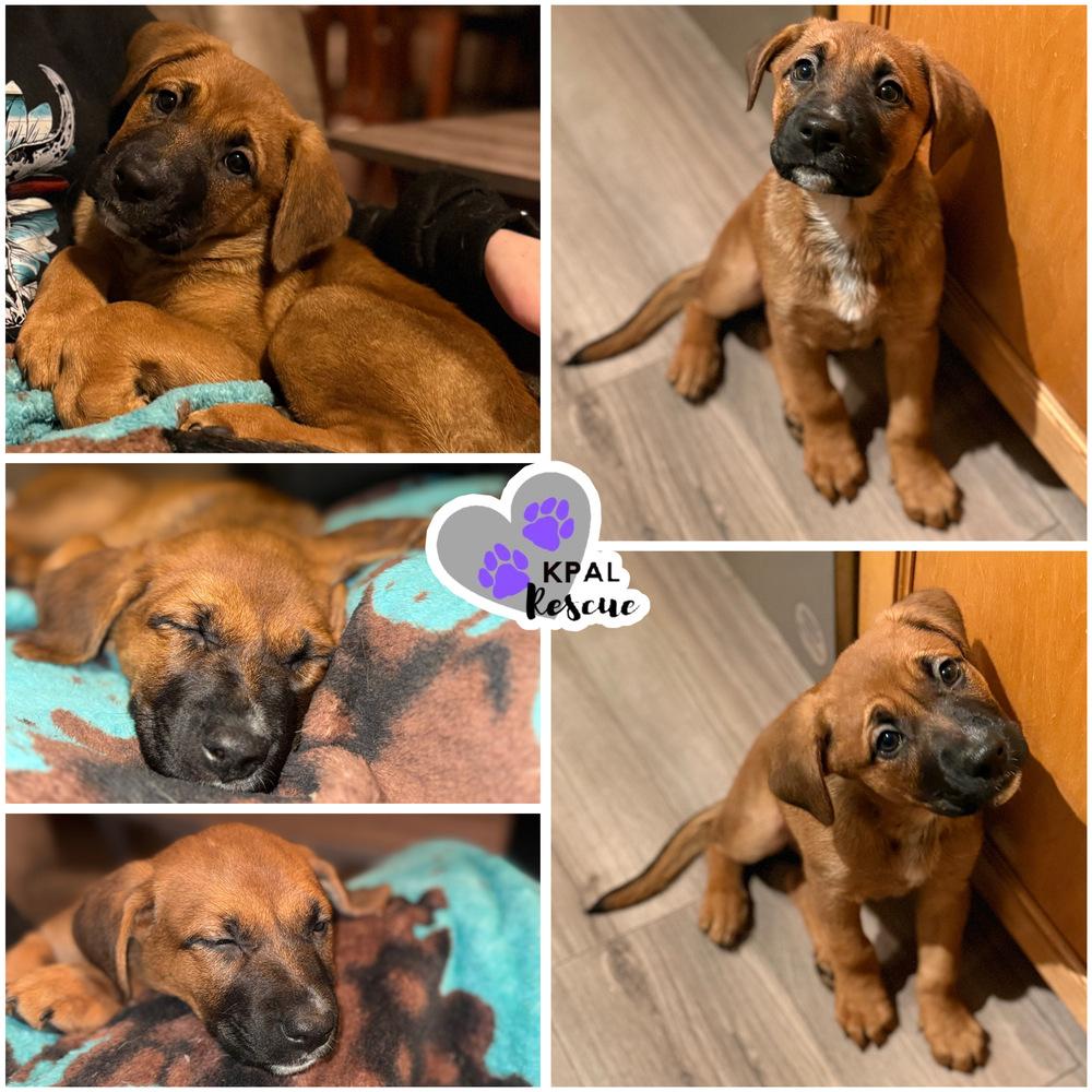 Enlarge Esmerelda - Disney Royalty Litter, a Adoptable mixed breed in Kenai, AK image 3/4