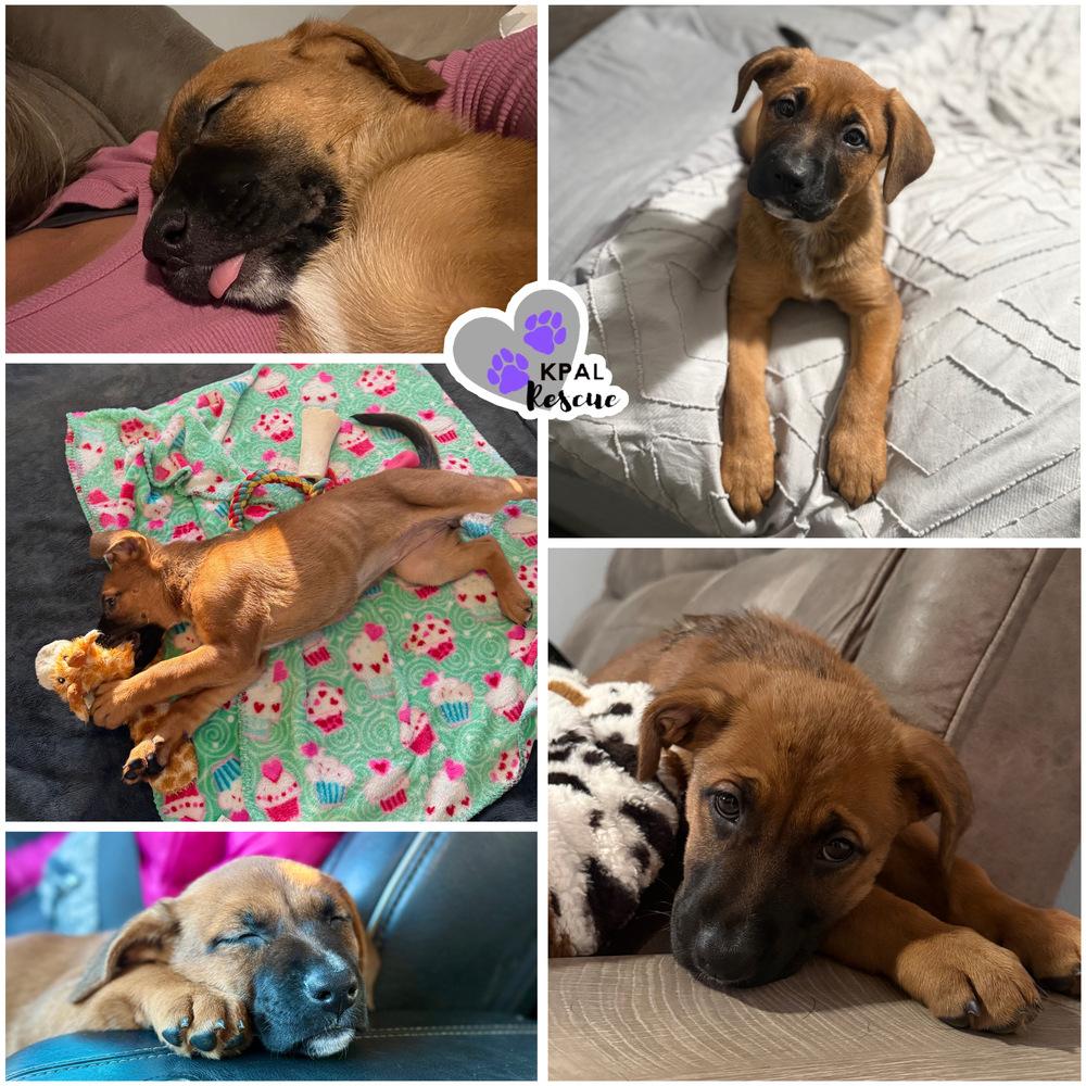 Enlarge Esmerelda - Disney Royalty Litter, a Adoptable mixed breed in Kenai, AK image 4/4