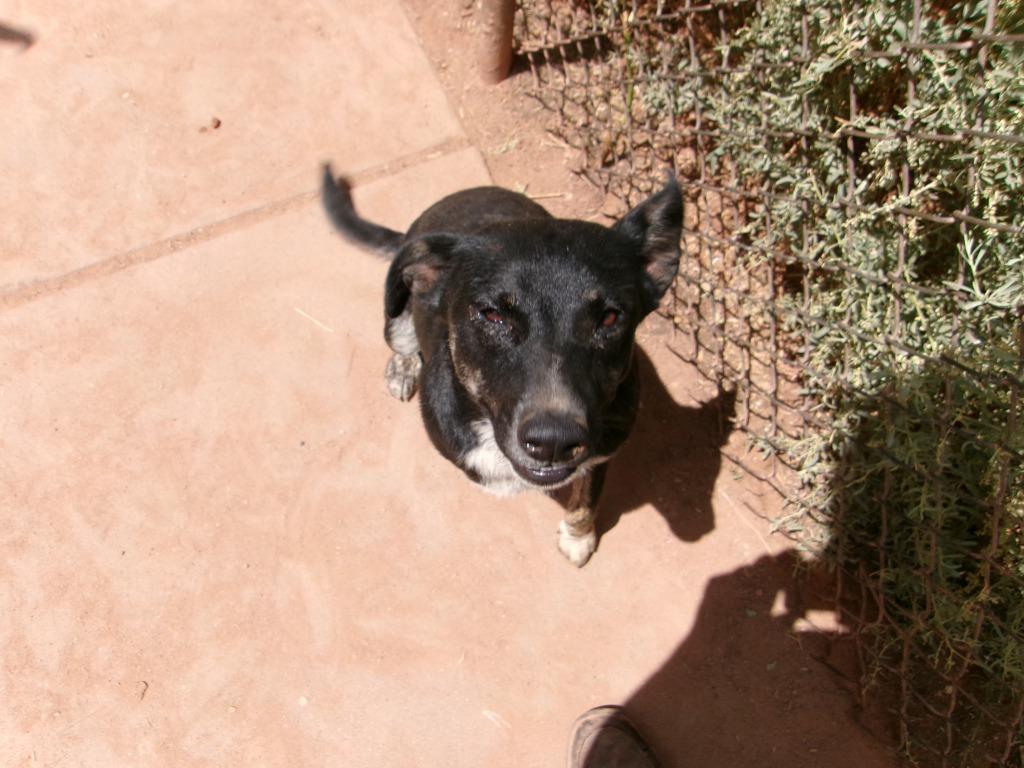 Kasey, Adoptable, Young Female Shepherd.