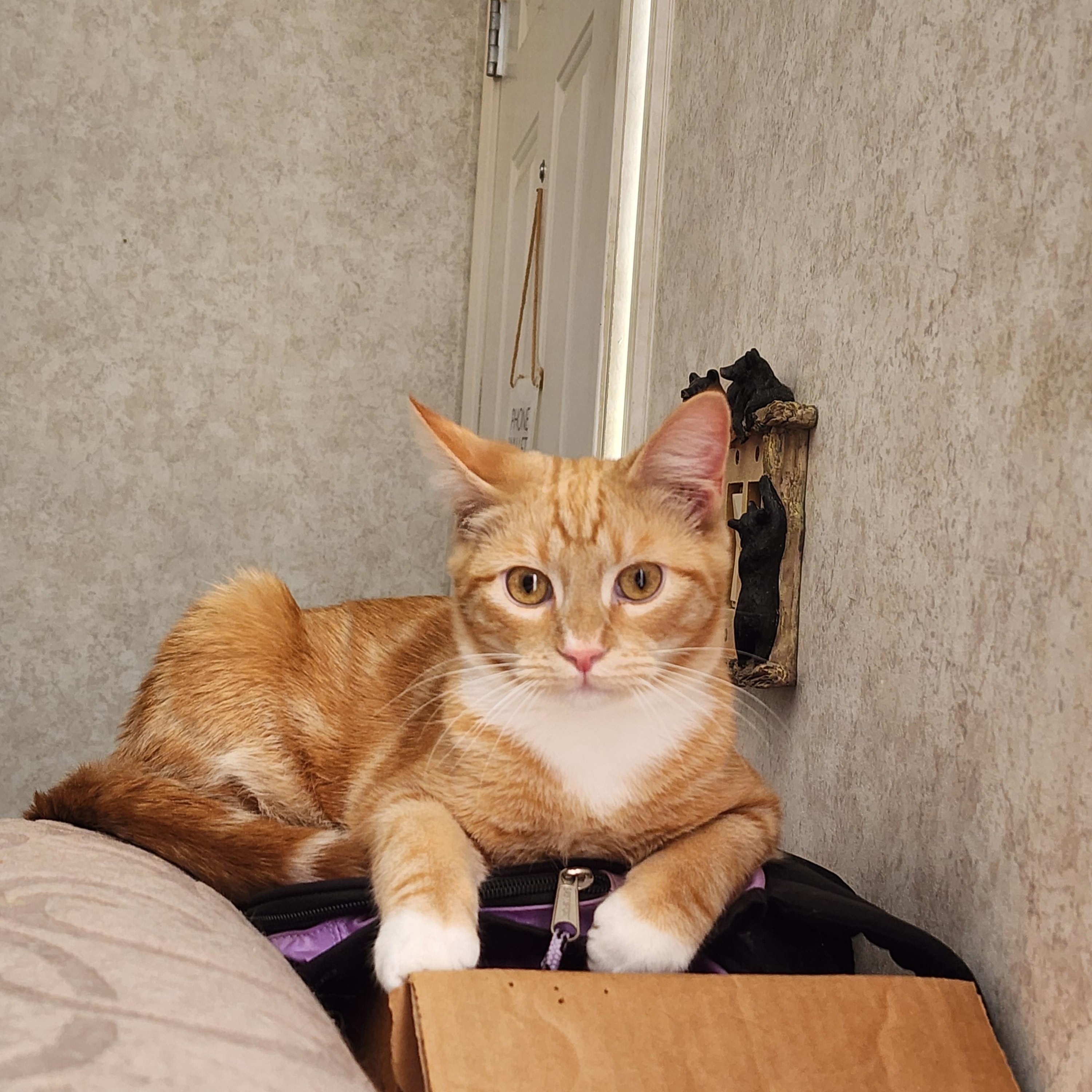 Juice, a Adoptable Domestic Short Hair in Hickory, NC image 3/5