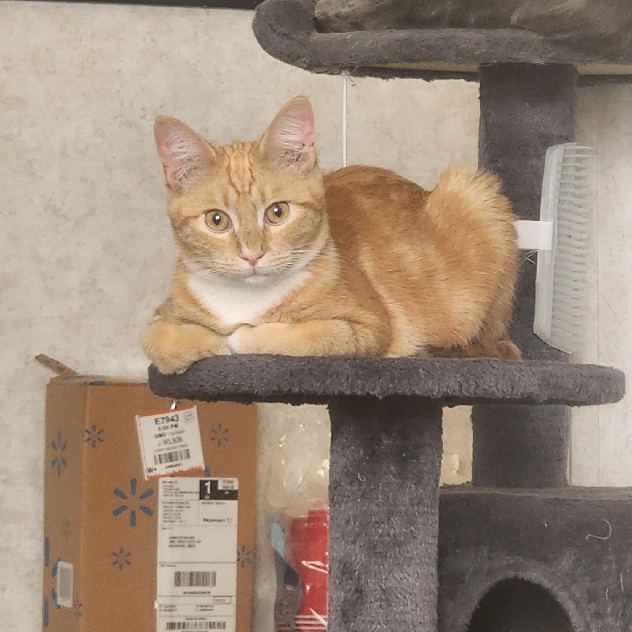 Juice, a Adoptable Domestic Short Hair in Hickory, NC image 2/5