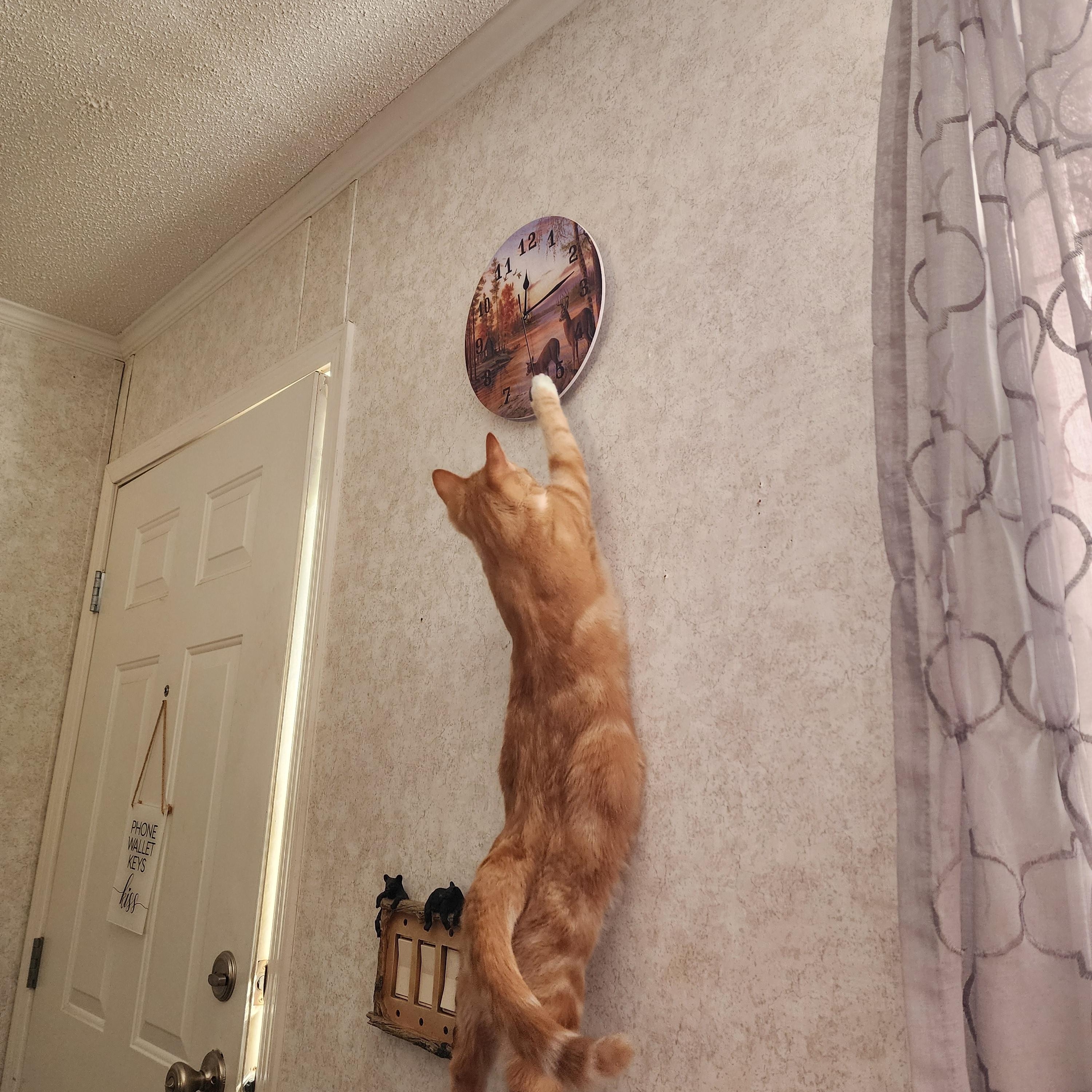 Juice, Adoptable, Kitten Male Domestic Short Hair.