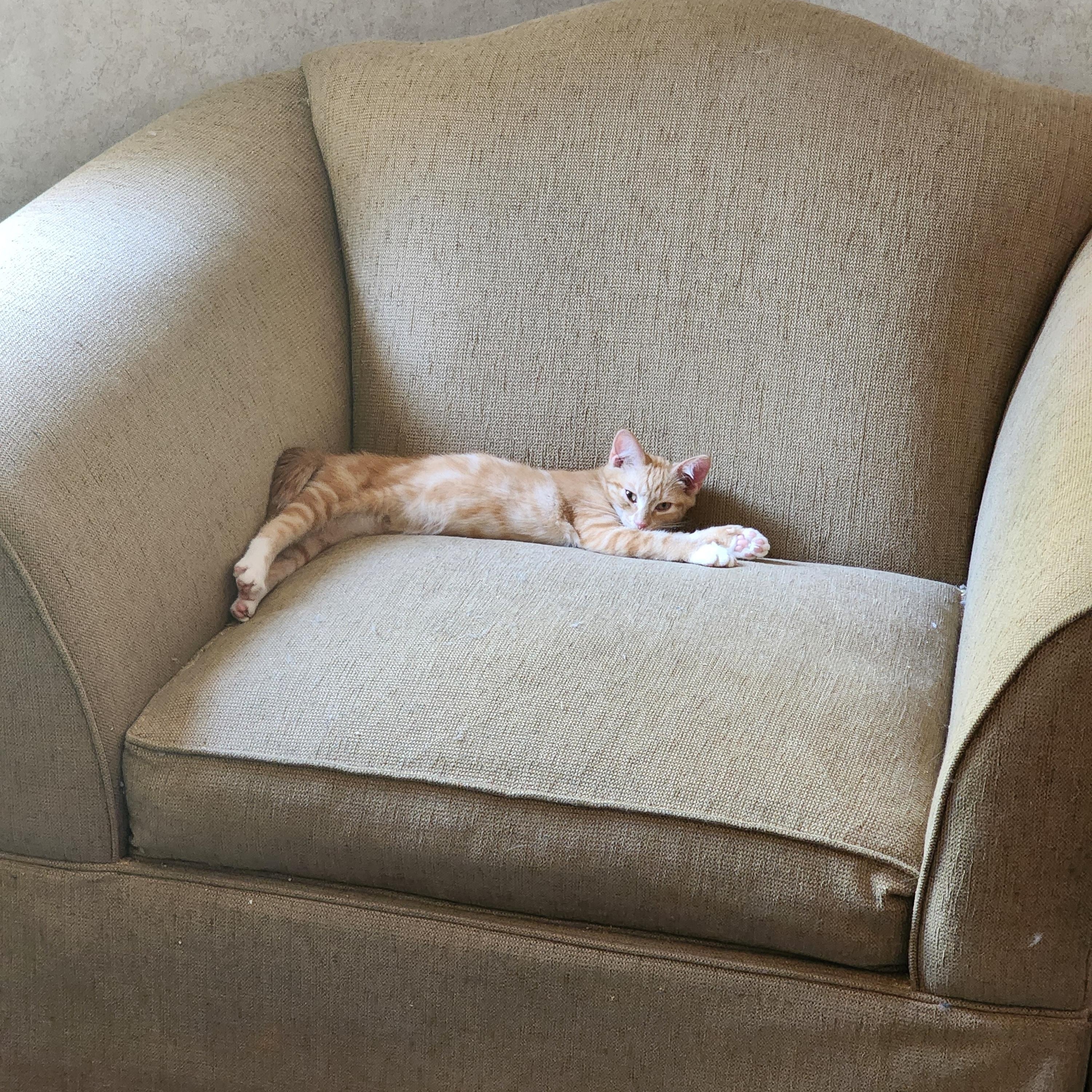 Juice, a Adoptable Domestic Short Hair in Hickory, NC image 4/5