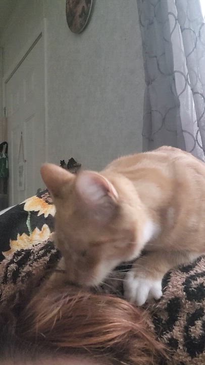 Enlarge Juice, a Adoptable Domestic Short Hair in Hickory, NC video 5/5