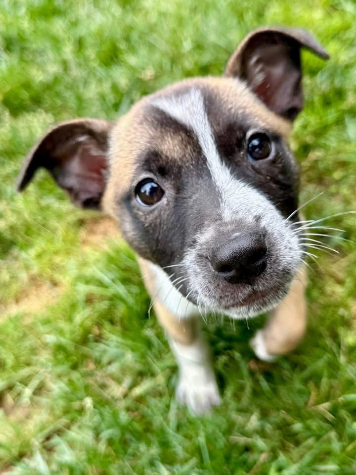 Alton, ADOPTABLE, Puppy Female Mixed Breed.