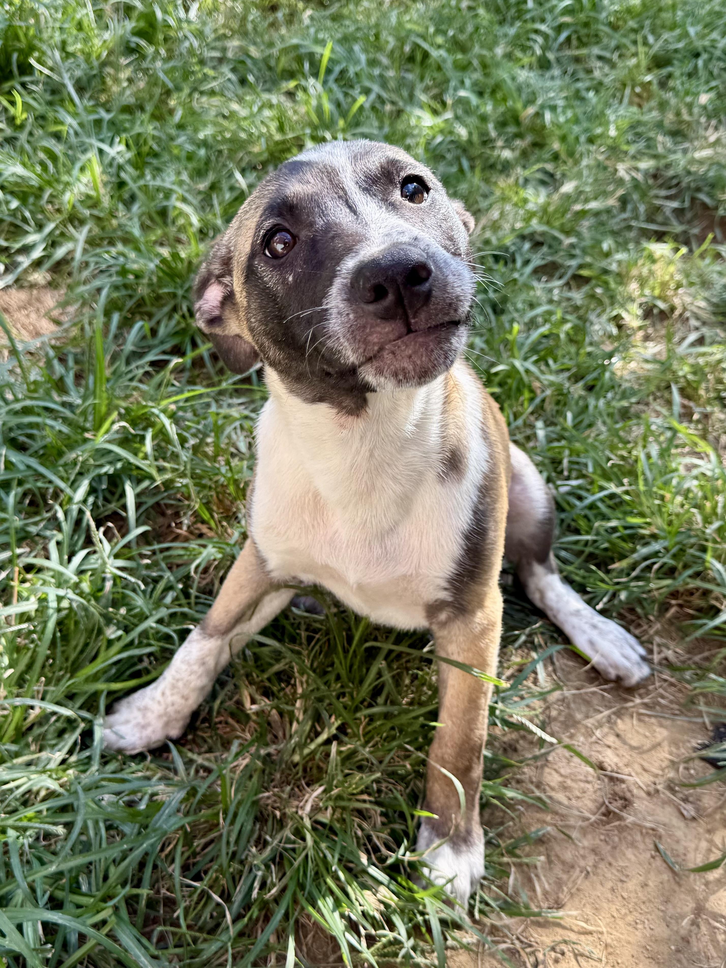 Afton, a ADOPTABLE Mixed Breed in Louisville, KY image 3/5