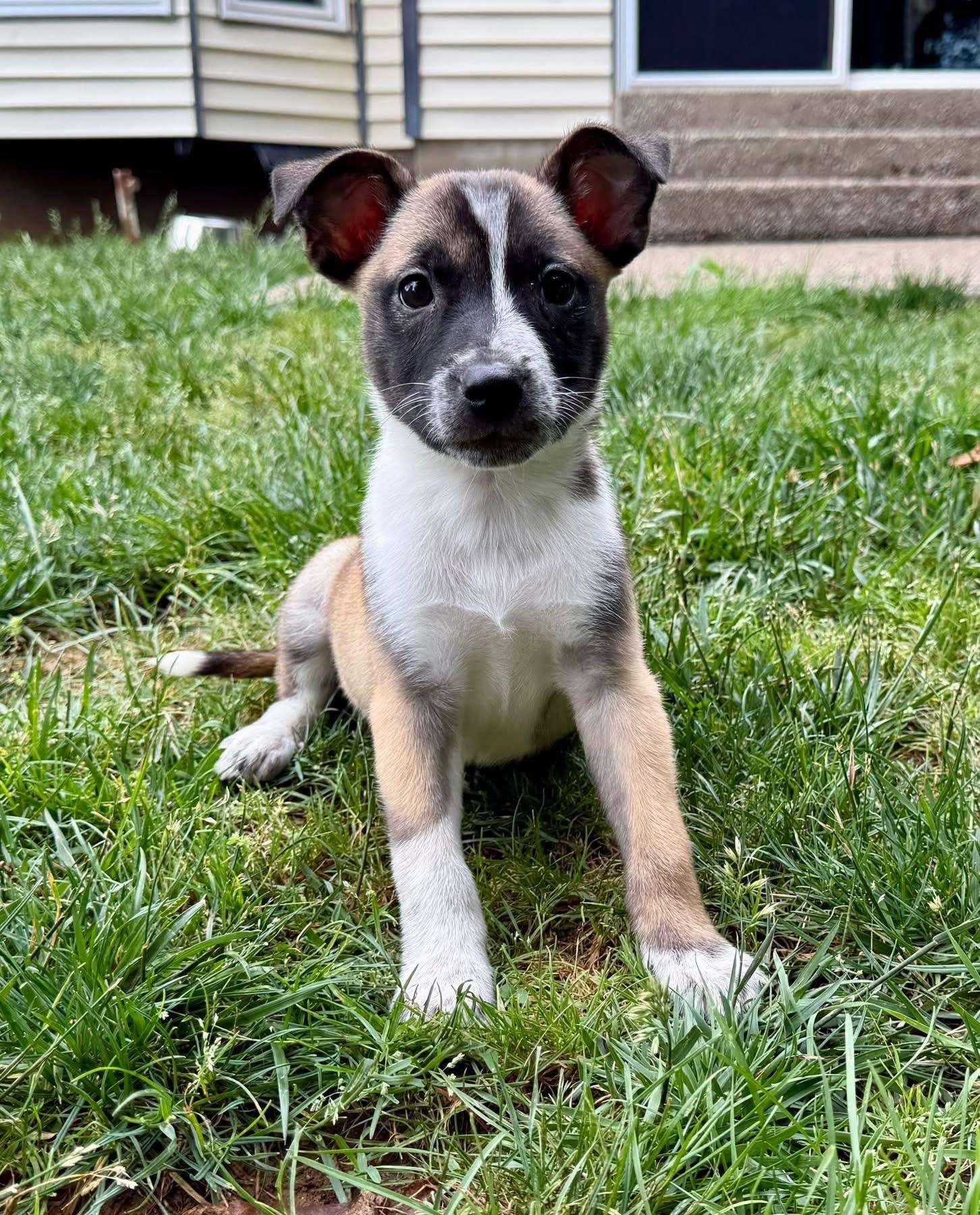 Alton, a ADOPTABLE Mixed Breed in Louisville, KY image 3/3