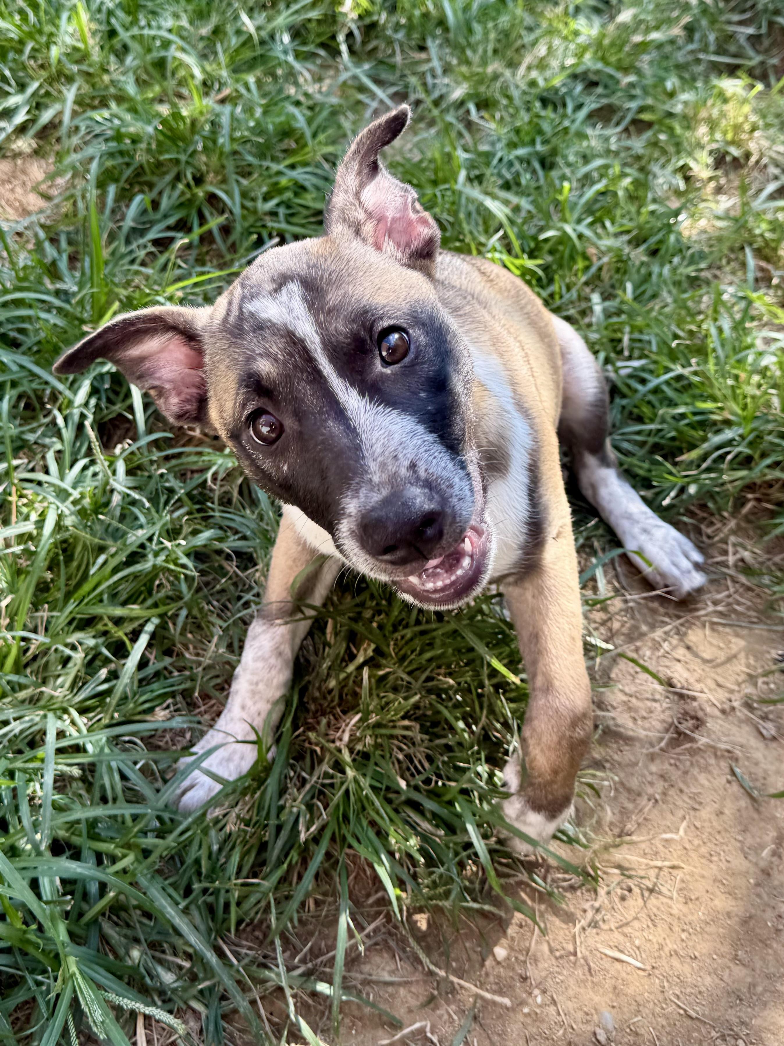 Afton, ADOPTABLE, Puppy Female Mixed Breed.