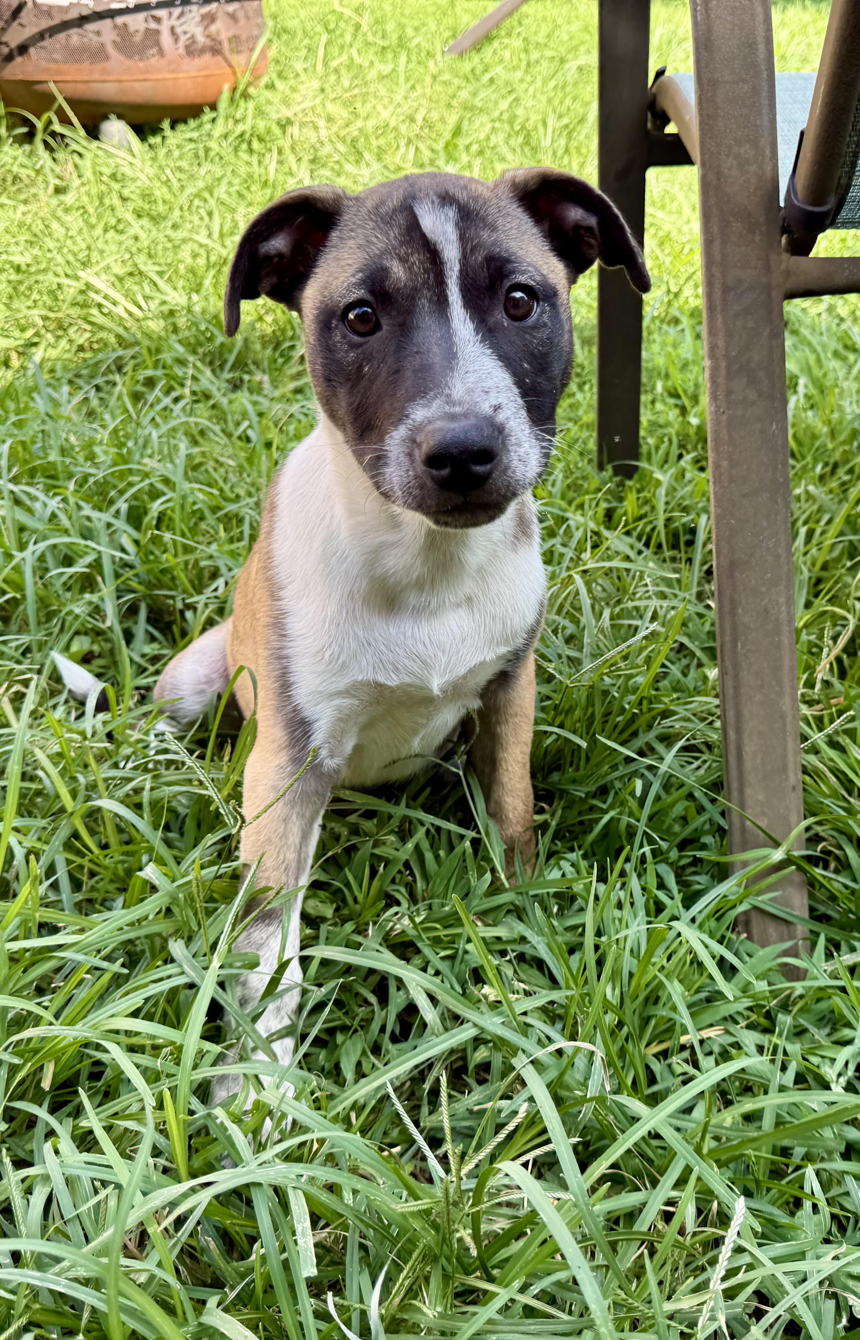 Afton, a ADOPTABLE Mixed Breed in Louisville, KY image 4/5