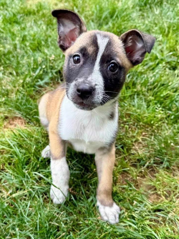 Alton, a ADOPTABLE Mixed Breed in Louisville, KY image 2/3