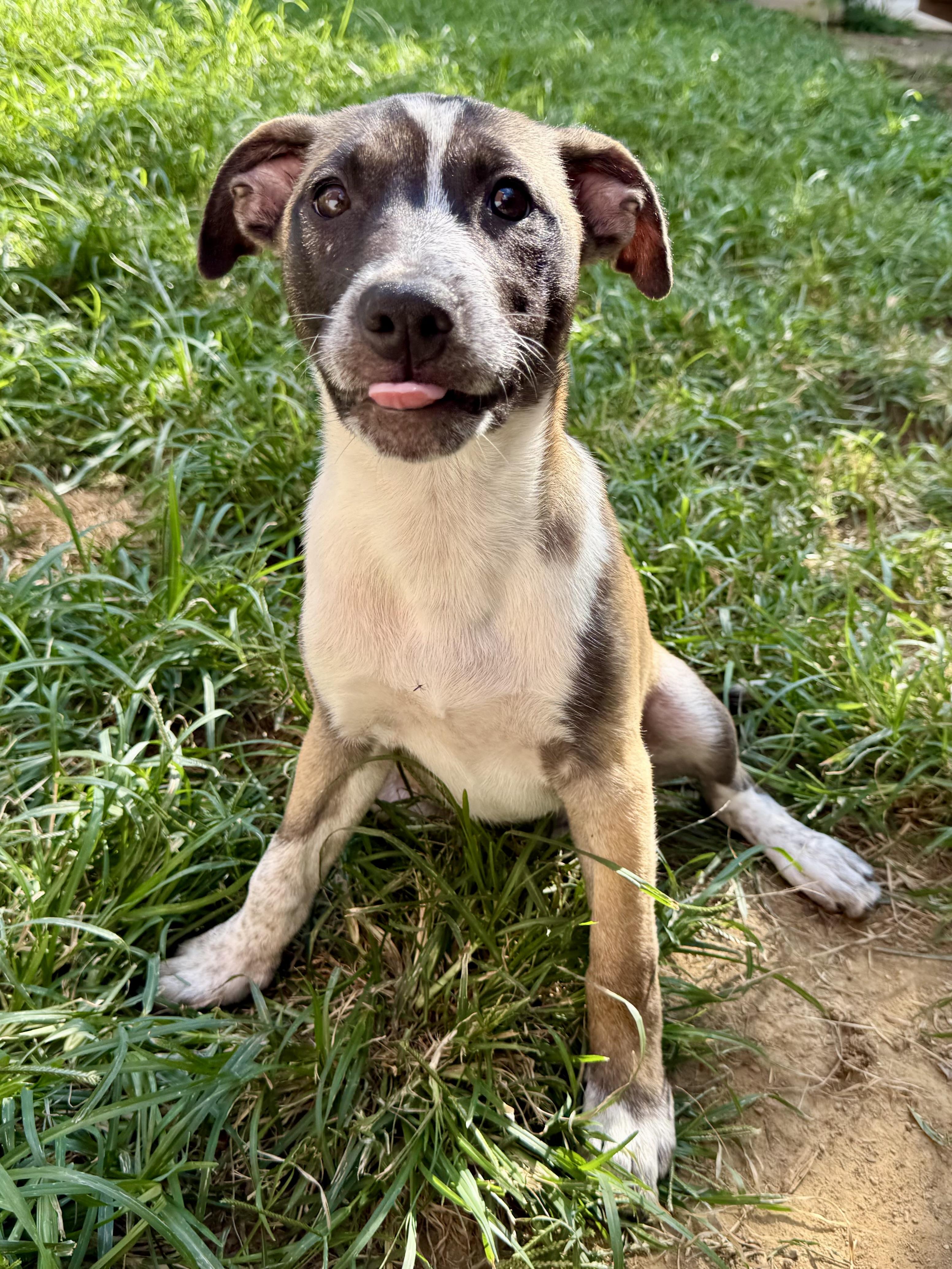 Afton, a ADOPTABLE Mixed Breed in Louisville, KY image 5/5