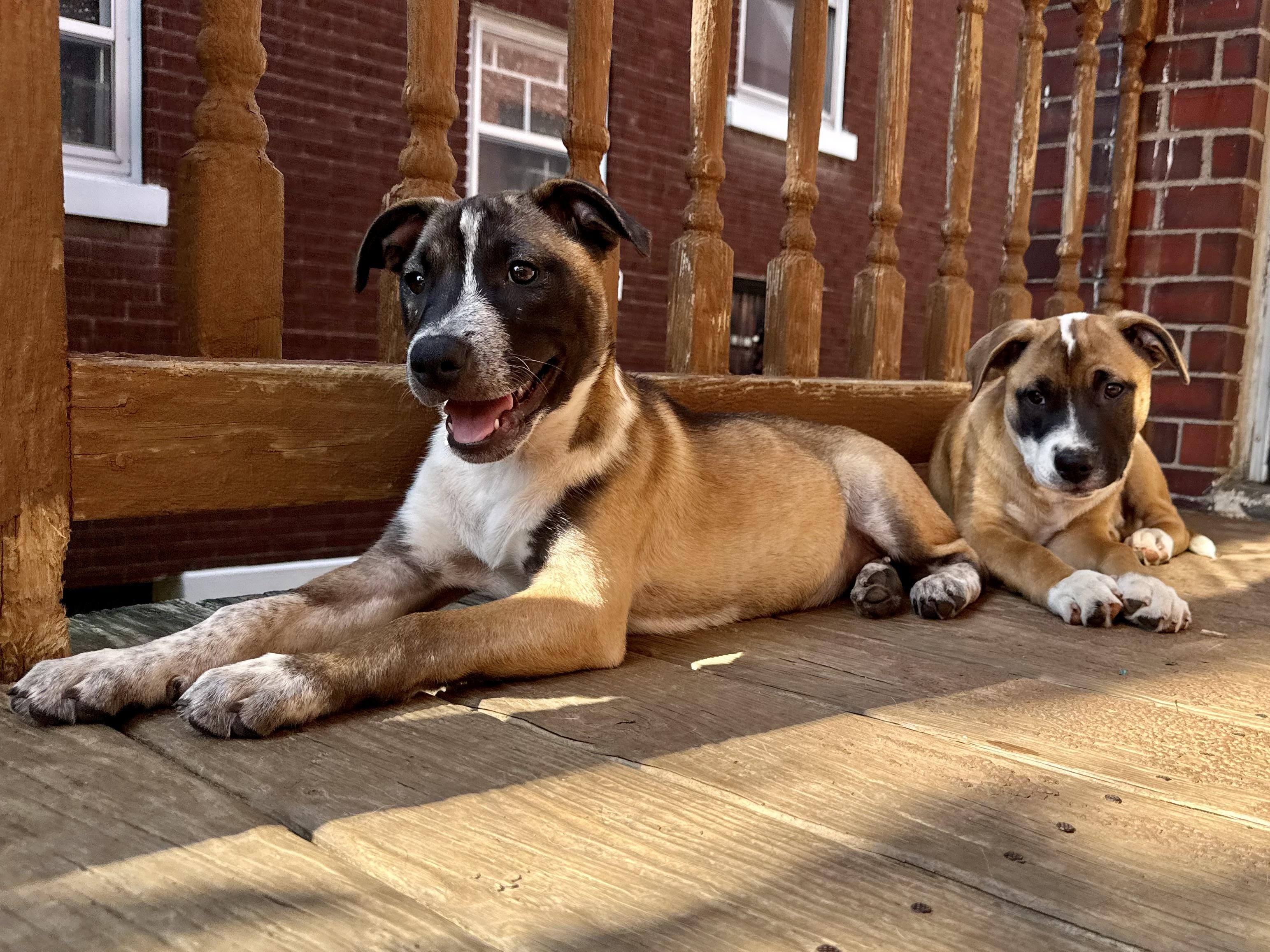 Afton, a ADOPTABLE Mixed Breed in Louisville, KY image 2/5