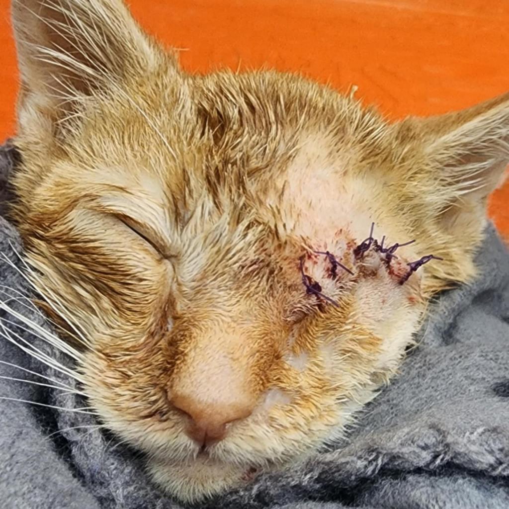 Popeye, Adoptable, Adult Male Domestic Short Hair.