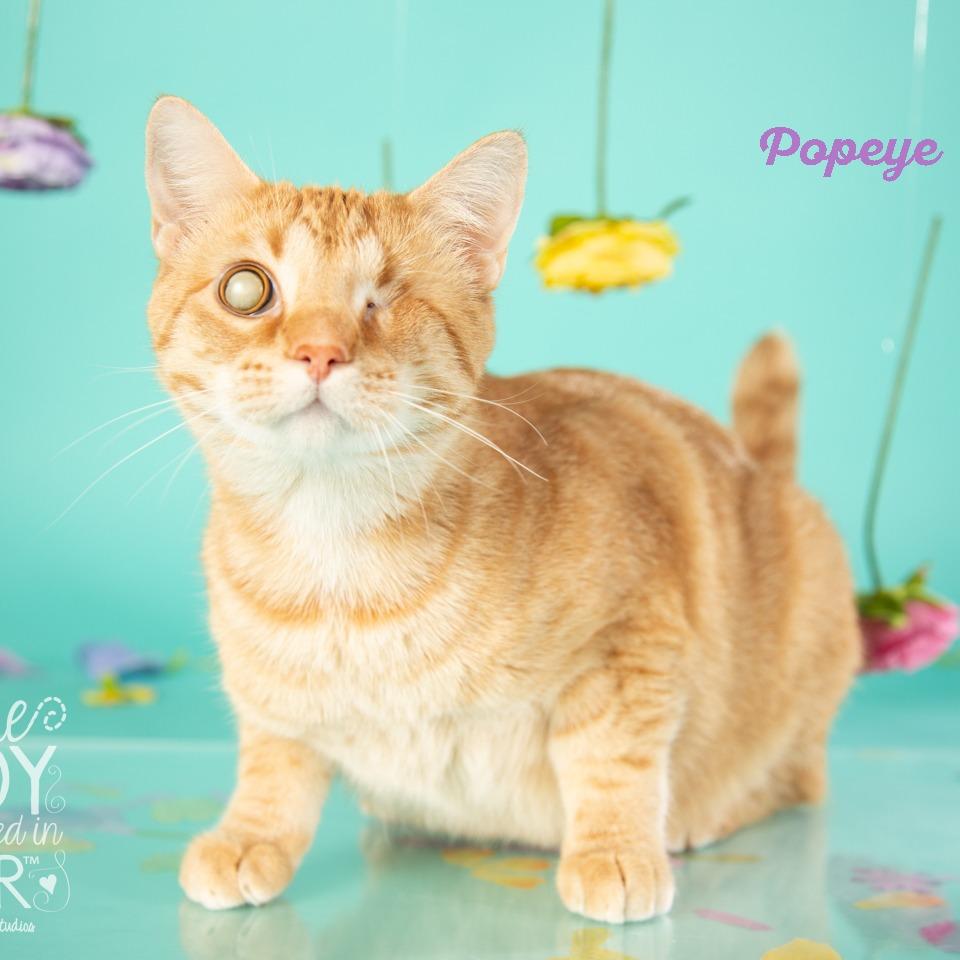 Popeye, a Adoptable Domestic Short Hair in Springfield, MO image 2/6