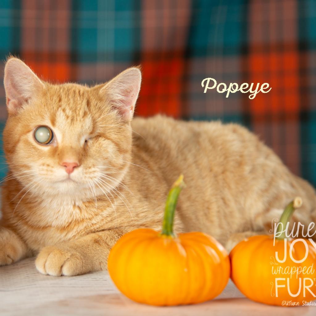 Popeye, a Adoptable Domestic Short Hair in Springfield, MO image 3/6