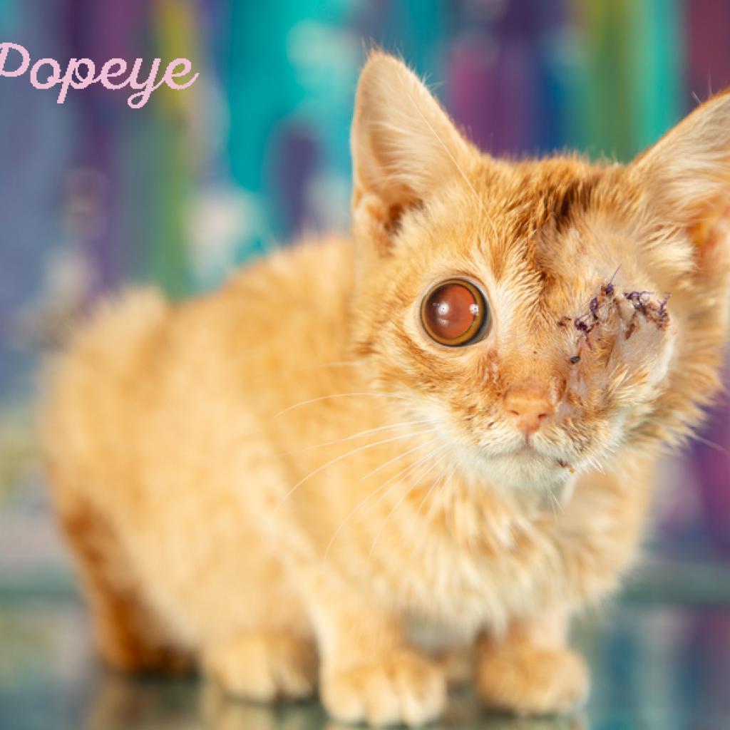 Popeye, a Adoptable Domestic Short Hair in Springfield, MO image 5/6