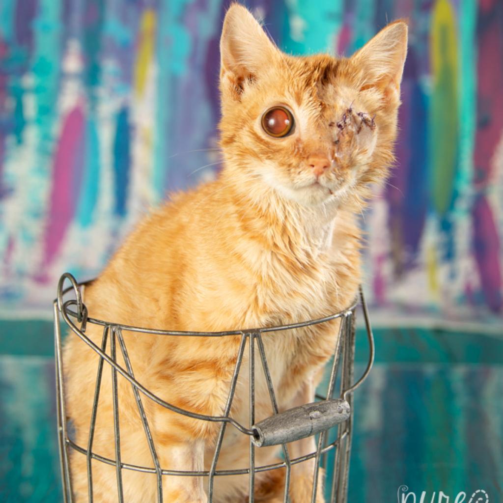 Popeye, a Adoptable Domestic Short Hair in Springfield, MO image 6/6