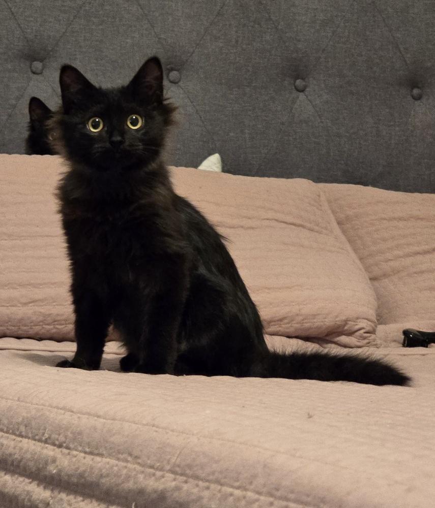 Enlarge Joy Joy, a Adoptable Domestic Long Hair in Fort Walton Beach, FL image 1/2