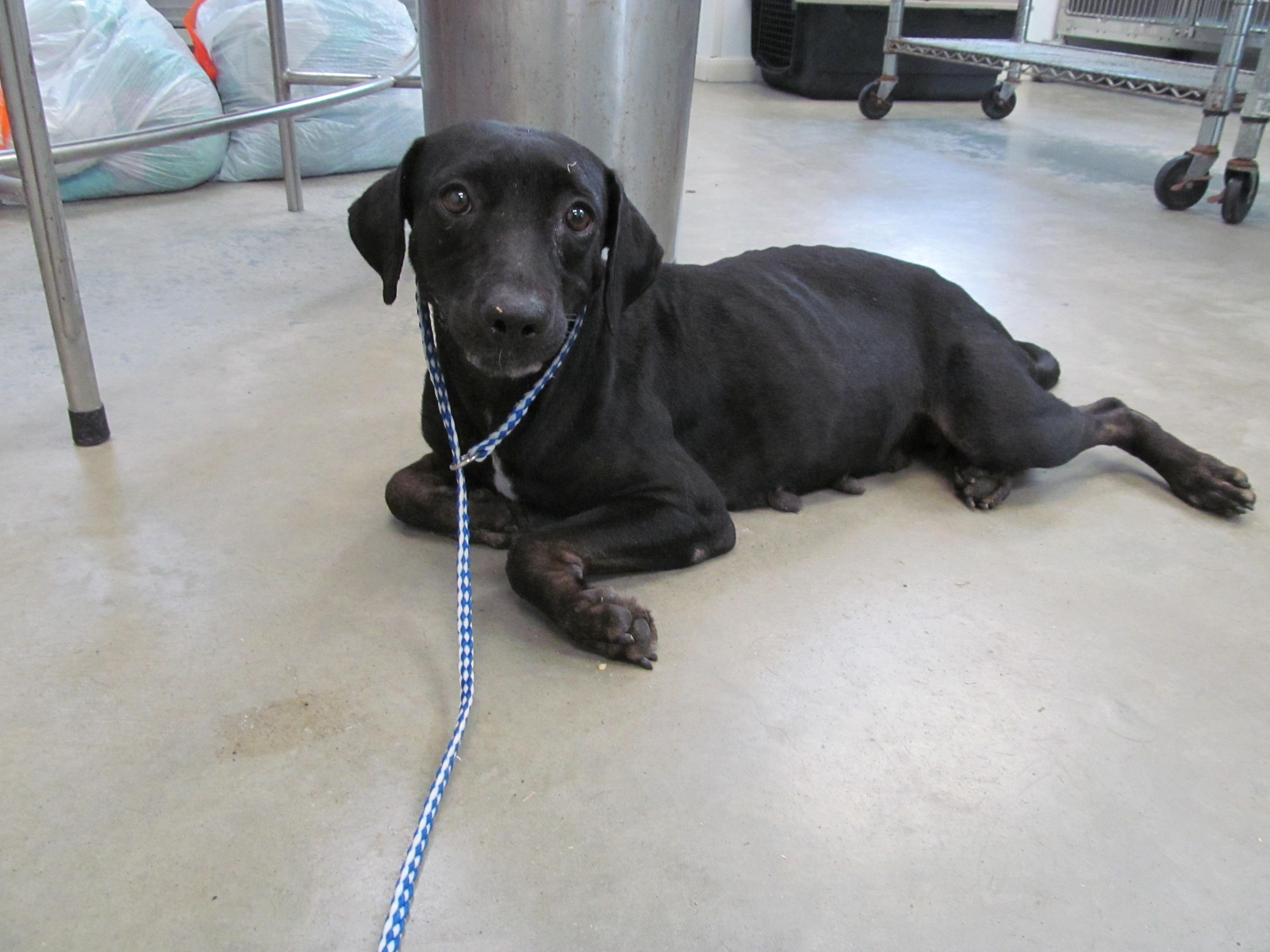 Gabby, an adoptable Labrador Retriever Mix in Corpus Christi, TX_image-1