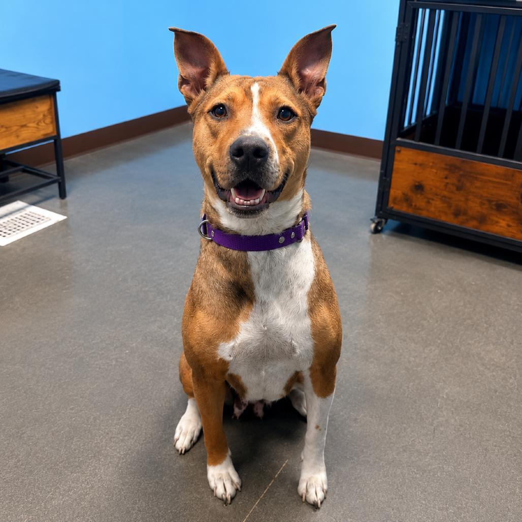 Lexi, a Adoptable Mixed Breed in Idaho Falls, ID image 1/4