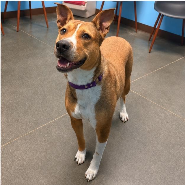 Lexi, a Adoptable Mixed Breed in Idaho Falls, ID image 2/4