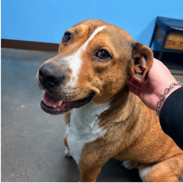 Lexi, a Adoptable Mixed Breed in Idaho Falls, ID image 3/4